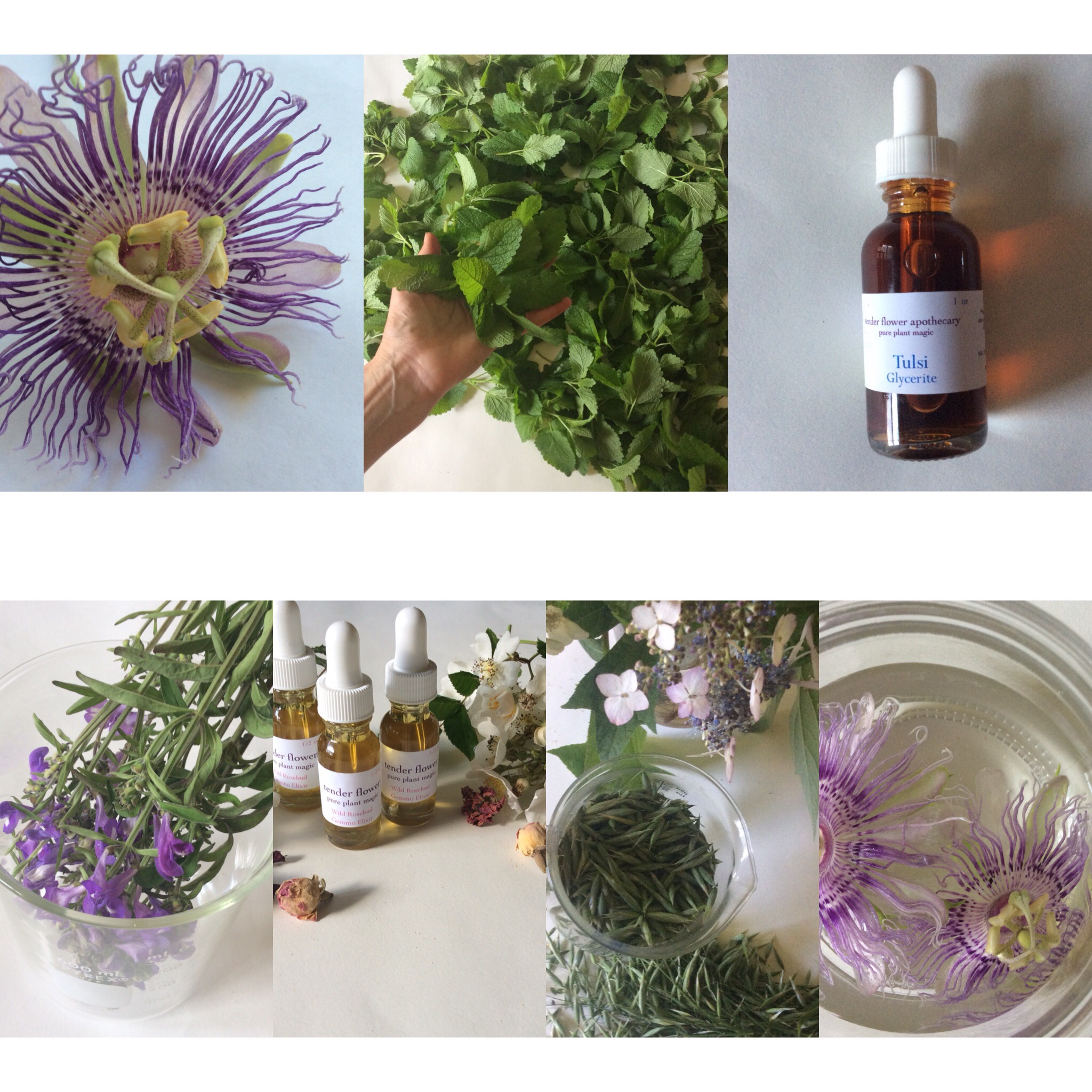 Herbs for Stress & Anxiety Tender Flower