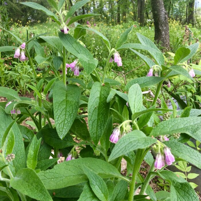 Comfrey/Cornflower/Chamomile Hydrosol