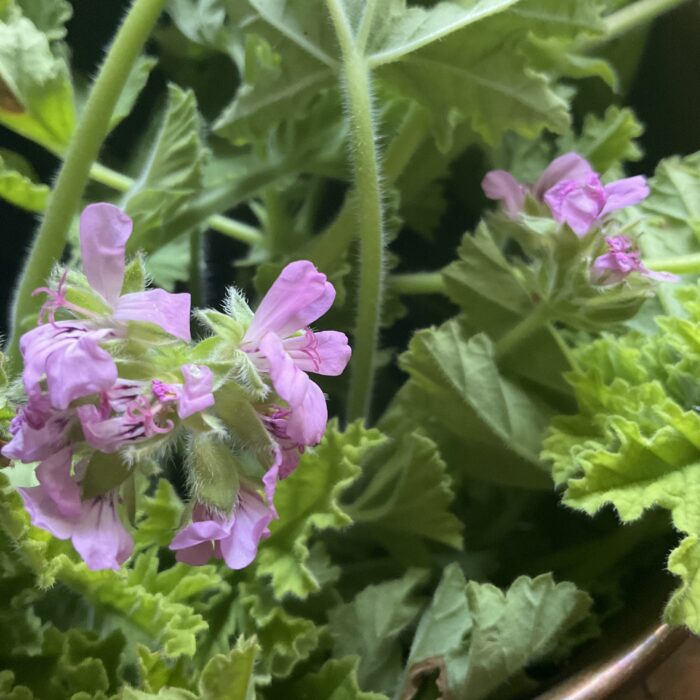 Tulsi-Geranium Spice Hydrosol