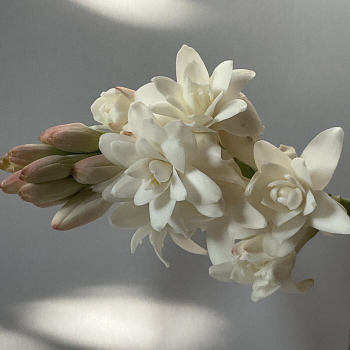 Tuberose Dawn Enfleurage Perfume