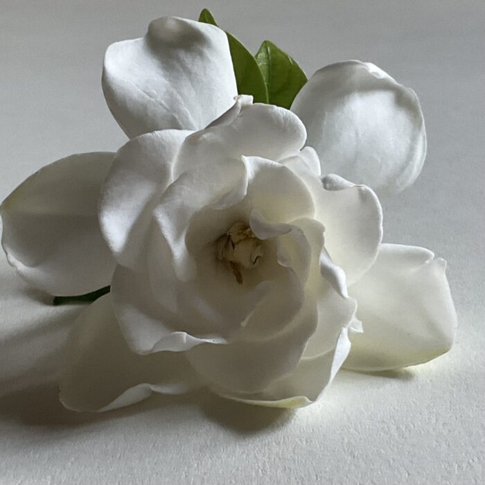 Gardenia ‘25 Enfleurage Perfume