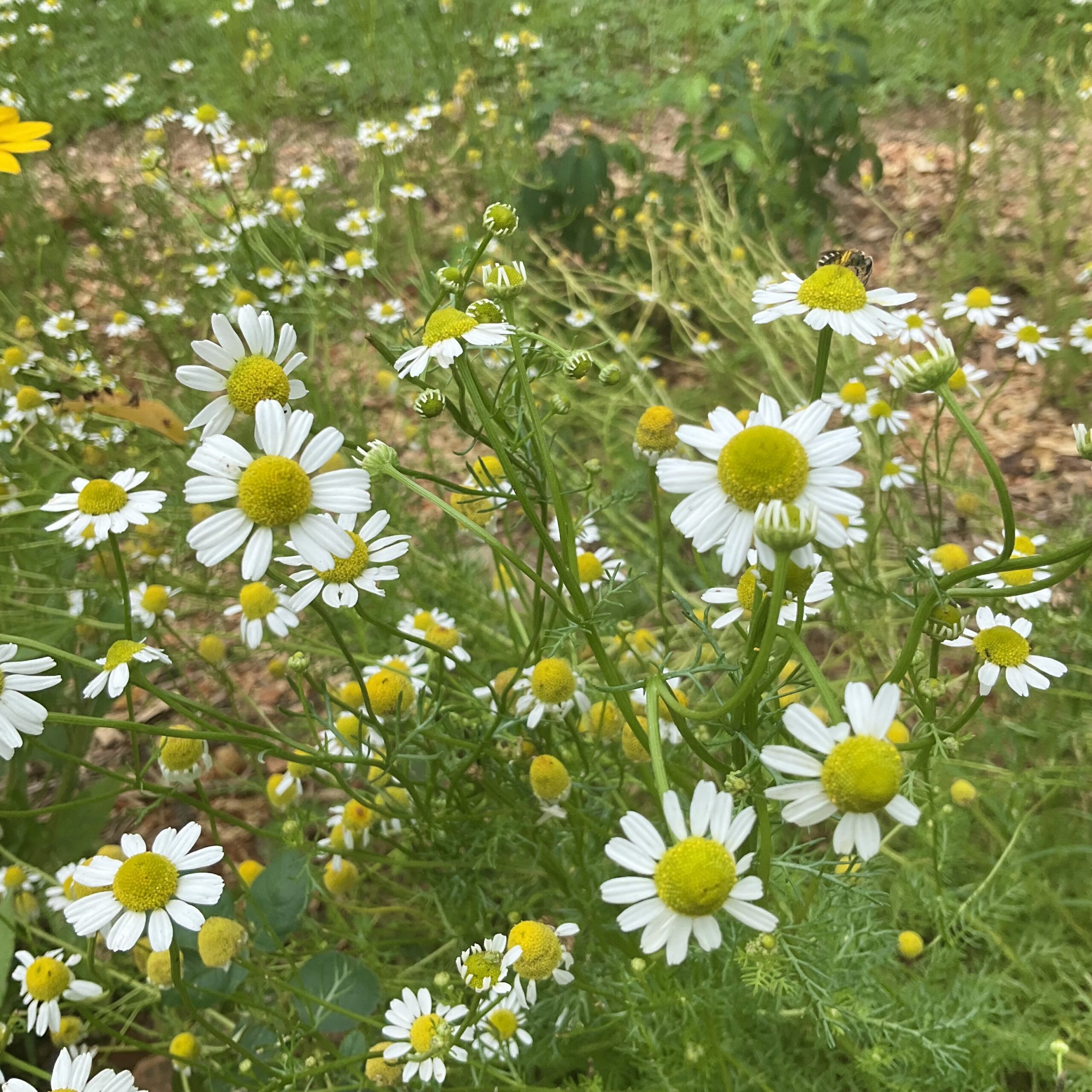 Melissa, Chamomile & Agrimony Hydrosol